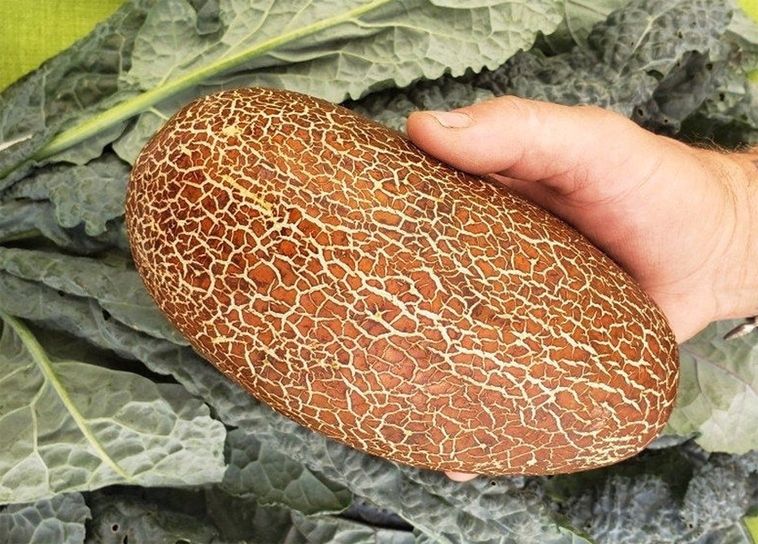 Sikkim rusty cucumber, Himalayan cucumber, Cucumis sativus var. sikkimensis, Гималайский огурец Сикким, Sikkimgurka, Sikkiminkurkku